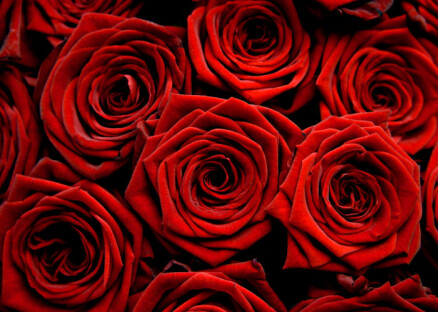 red roses photo