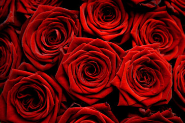 red roses photo