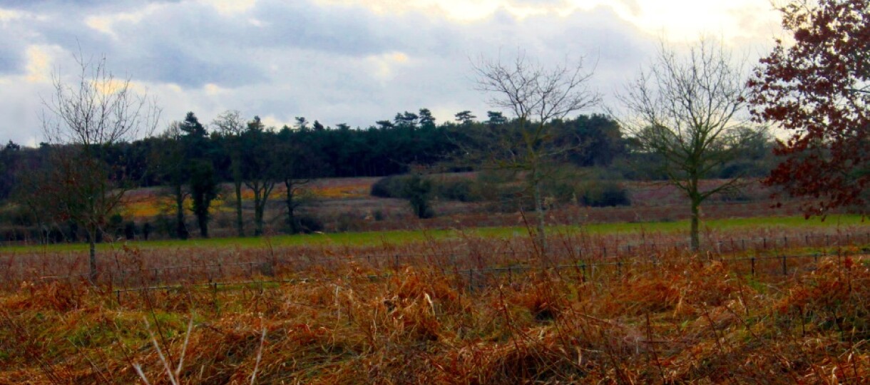 Castle Rising Winter Fields