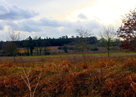 Castle Rising Winter Fields