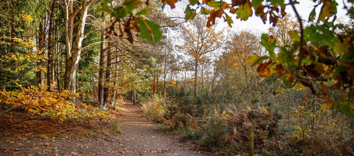 Holt Country Park 03