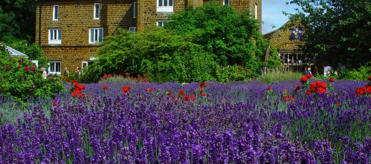 Norfolk Lavender 2